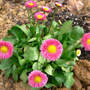 Daisy_english_bellis_perennis_4-22-08_sm