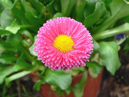 English Daisy Bellis perennis closer (Bellis perennis 
