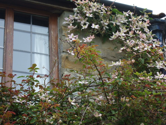 Clematis montana around the bedroom window