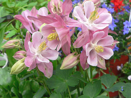 Columbine 