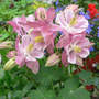 Columbine_winky_rose-rose_4-12-08_aquilegia_vulgaris