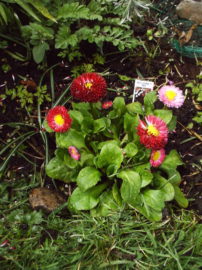 bellisima_planted.jpg