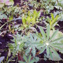 Lupins