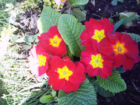 red_primrose.jpg