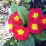 Red_primrose