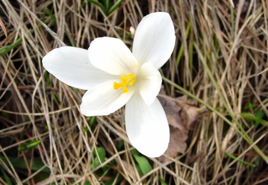 Crocus