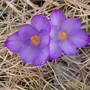 Crocus1
