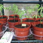 Tomatotornado23