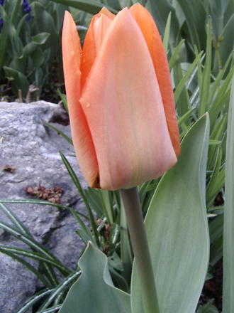 Orange tulip (Tulipa triumph 'Red Revival')