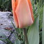 2008-04-23_orange_tulip