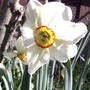 2008-04-23_narcissus_poeticus