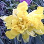 2008-04-23_dbl_daff