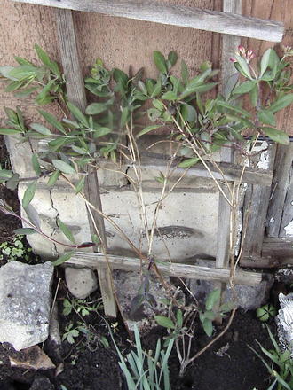 New Addition (Lonicera brownii 'Dropmore Scarlet')