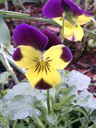 Violas 'Lemon swirl' (Viola 'Lemon Swirl')