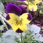 2008-04-23_viola_lemon_swirl_closer