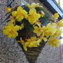 Begonias_2007_rotated