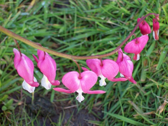 Lots of Bleeding Hearts :)