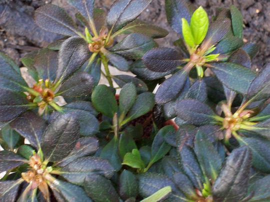 New Growth!....