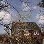 Damson Tree in Blossom  04.08 (Prunus insititia (Vistabile))