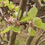 Familyappletreeblossom15