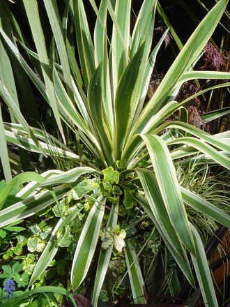 Yucca.'Silver sword'