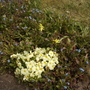 Primula___dwarf_daffodilsfrontpathvistabile15