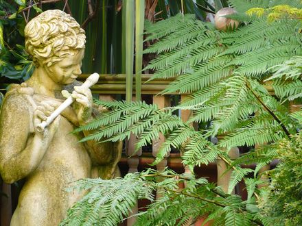 Tree fern alongside classical statue. April 2008. (Dicksonia antarctica (Soft tree fern))