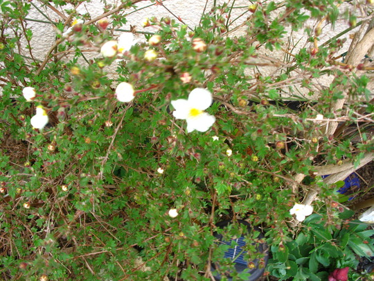 Potentilla Abbotswood White