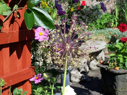 A garden flower photo