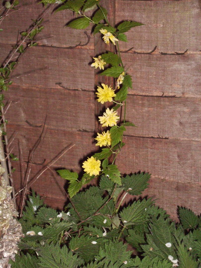 Kerria (Common Name: Jew's Mallow; Batchelor's Buttons) (Kerria japonica 'pleniflora)