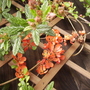 Chaenomeles__common_name_japonica_flowering_quince_vistabilepatio1504