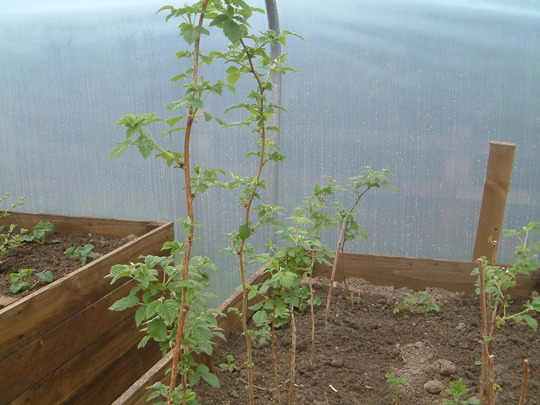 raspberry canes 