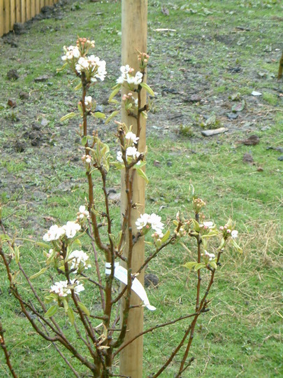 pear tree