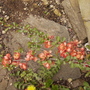 Chaenomeles__common_name_flowering_quince