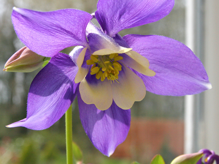 Aquilegia (Aquilegia (Columbine))