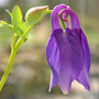 Aquilatia
