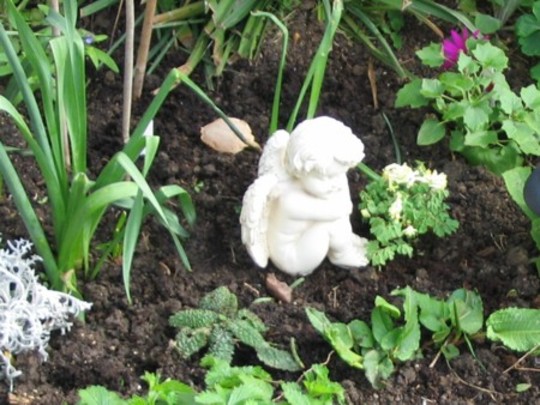 A Little Cherub