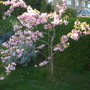Ornamental_cherry_tree