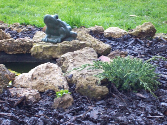 Mr Frog likes it :)