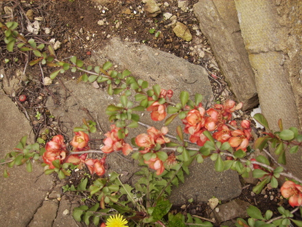 Chaenomeles (Japonica / Flowering Quince) Spring Blooms 04.08 (Chaenomeles speciosa)