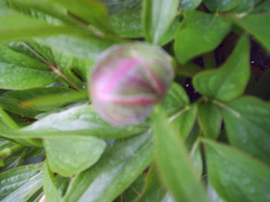 bud_of_peony.jpg