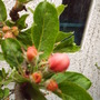 Buds_of_apple_trees