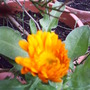 Calendula_survive_from_last_year