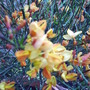Broom_flower