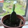Opuntia ficus-indica