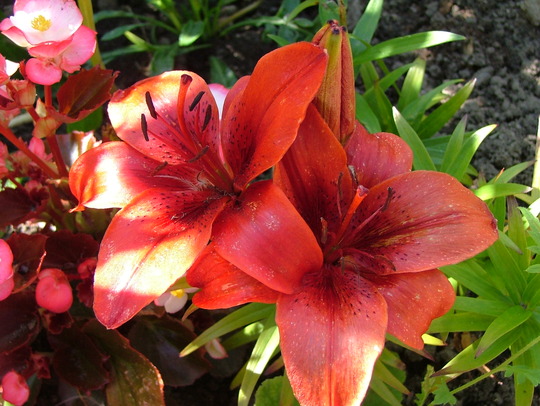 lillys