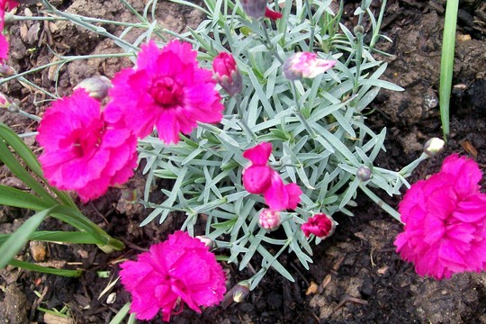 pinks (Dianthus)