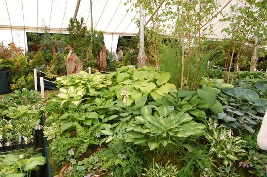 Hostas