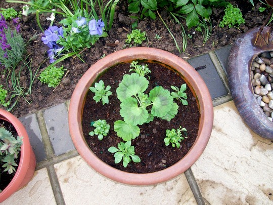 geranium and pertunia