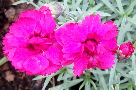IN YOUR FACE 'PINK' (Dianthus)